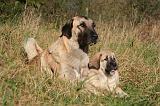 KANGAL 107